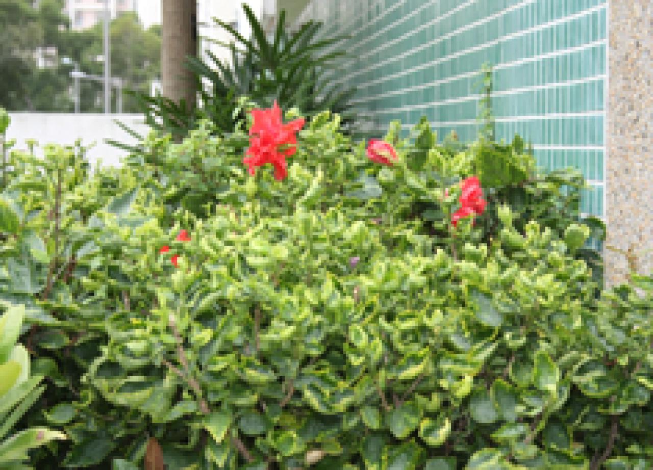 大紅花