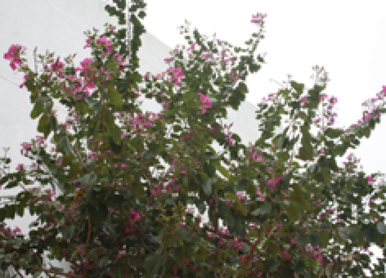 洋紫荊