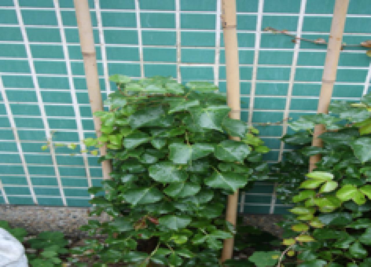 爬牆虎