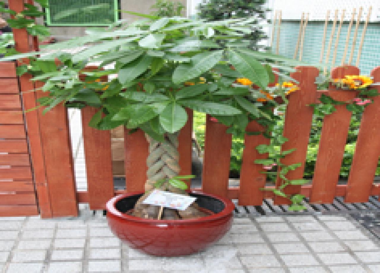 發財樹