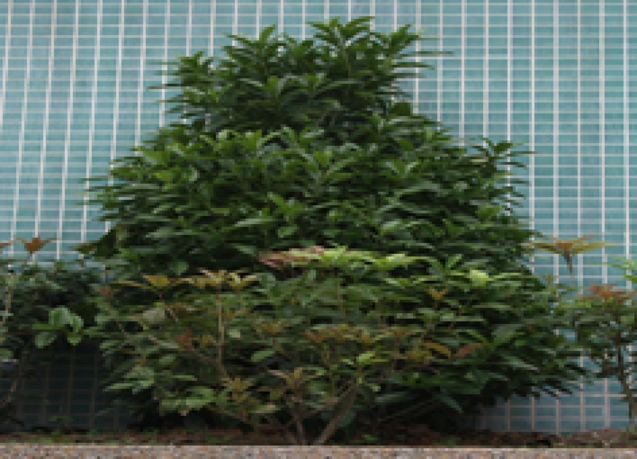 福木