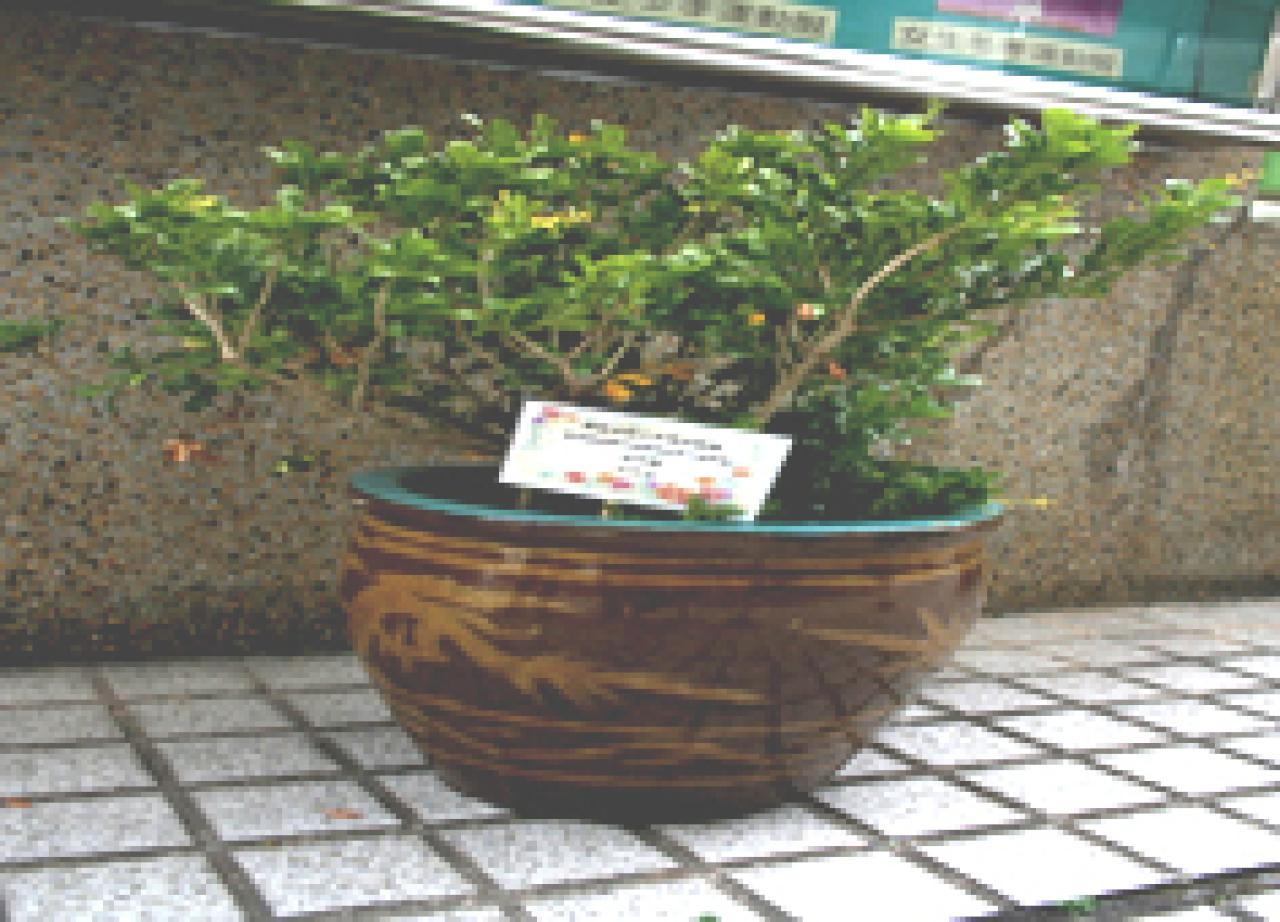 米仔蘭
