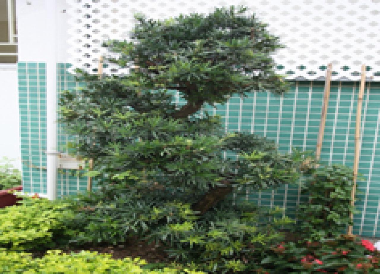 羅漢松