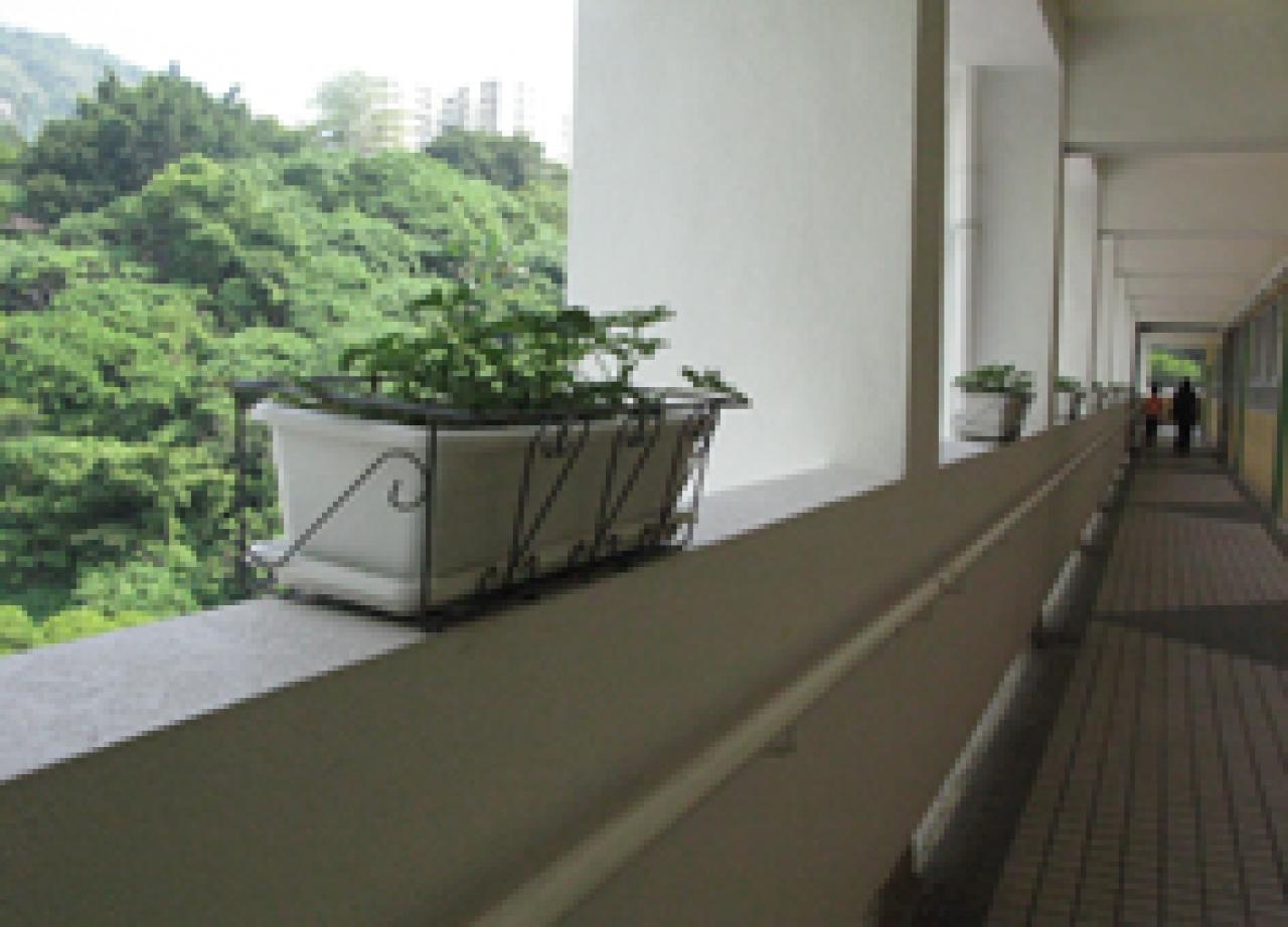 走廊植物