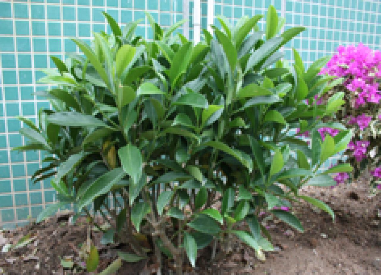 非洲茉莉球