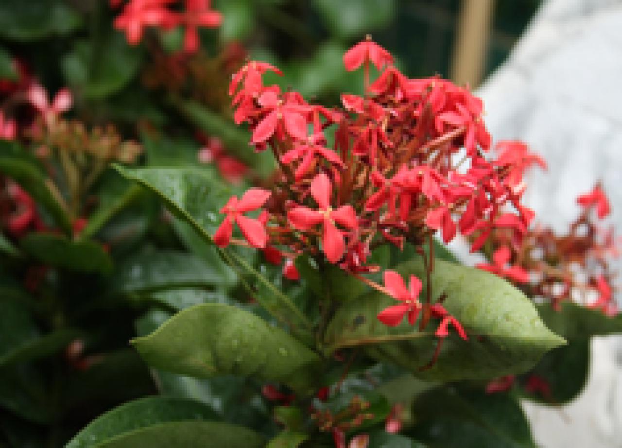 龍船花