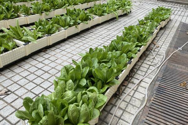 新鮮生菜大豐收。